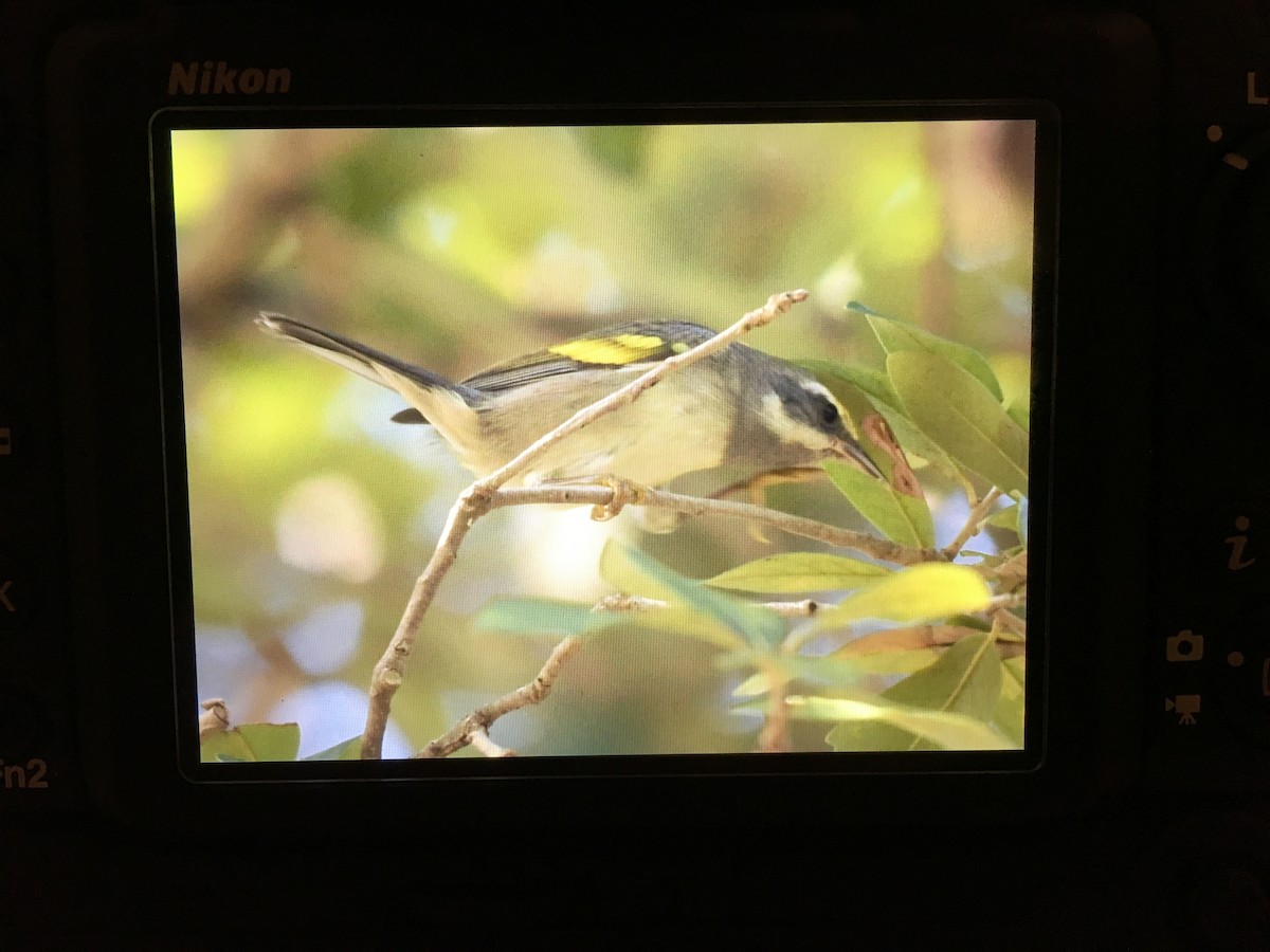 Goldflügel-Waldsänger - ML125208761