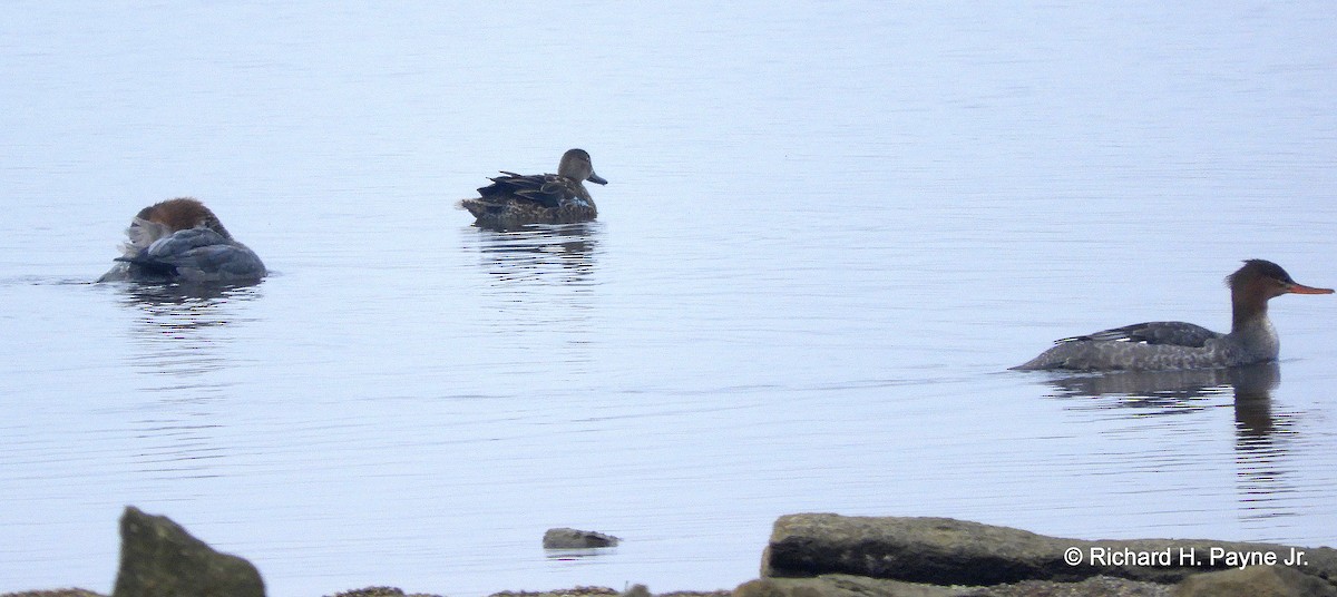 Blue-winged Teal - Richard Payne