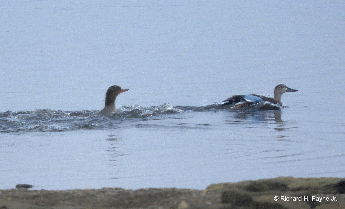 Blue-winged Teal - Richard Payne