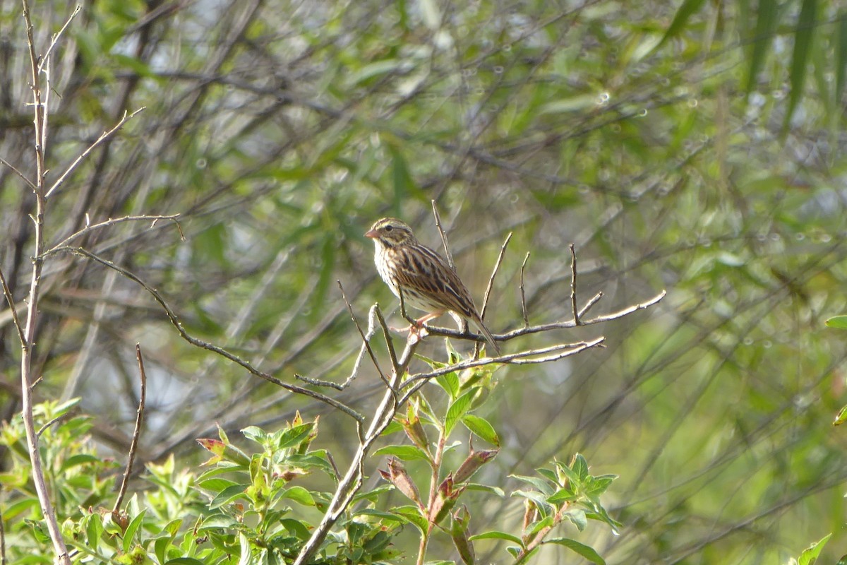 Savannah Sparrow - ML125209621