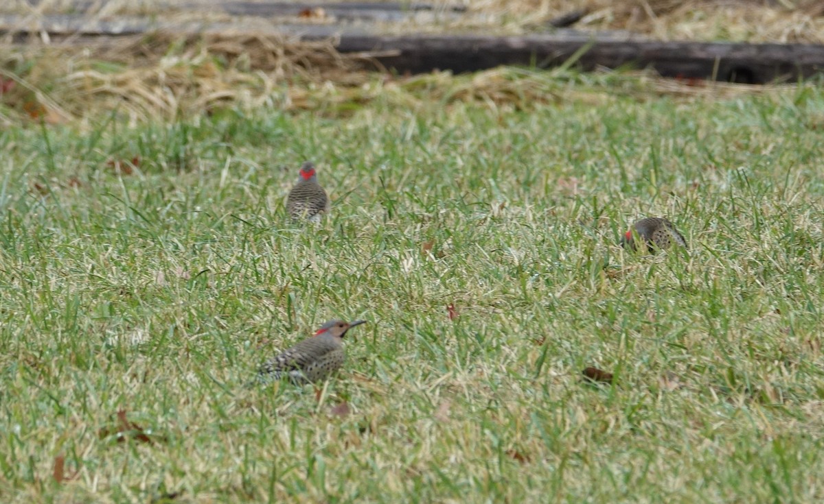 Northern Flicker - ML125212251