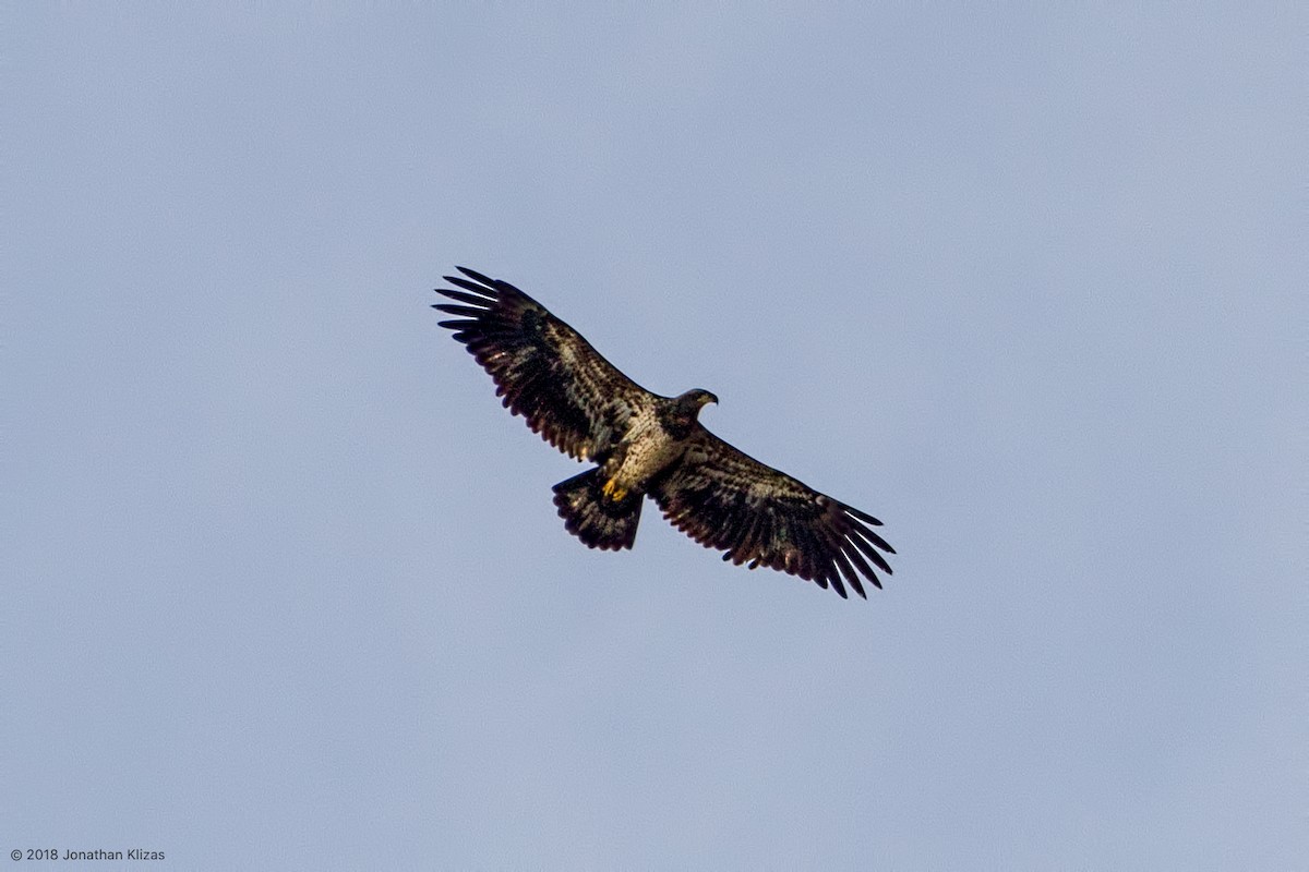 Bald Eagle - ML125213041