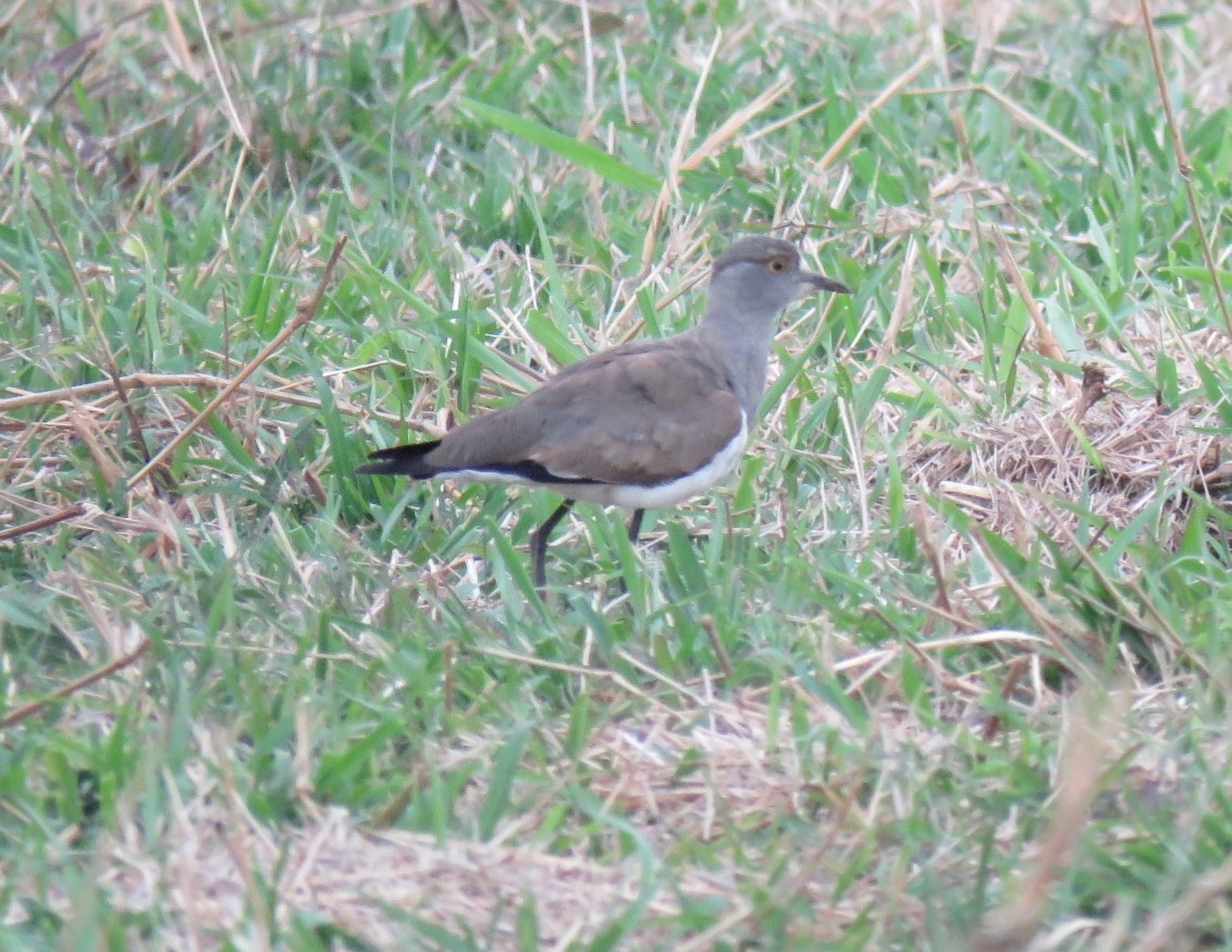 Senegal Lapwing - Brad Arthur