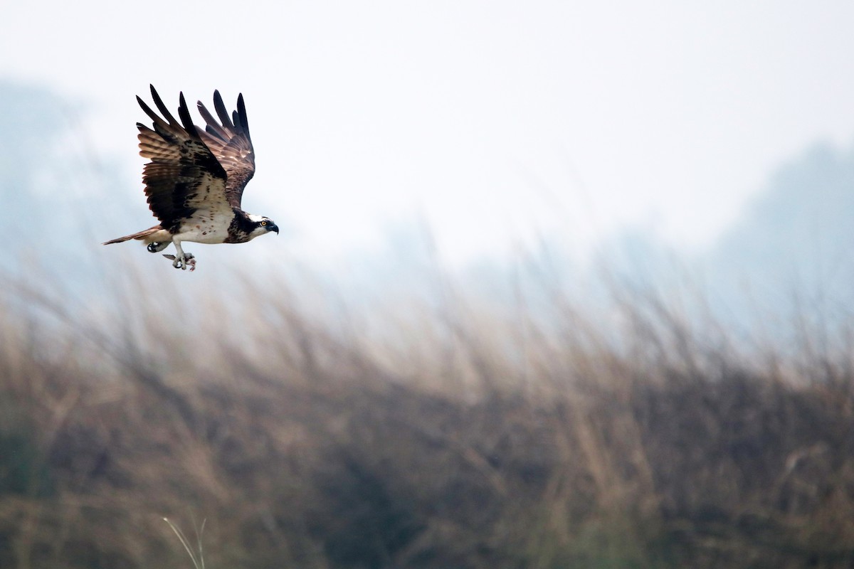 Osprey - TARUNJYOTI TEWARI