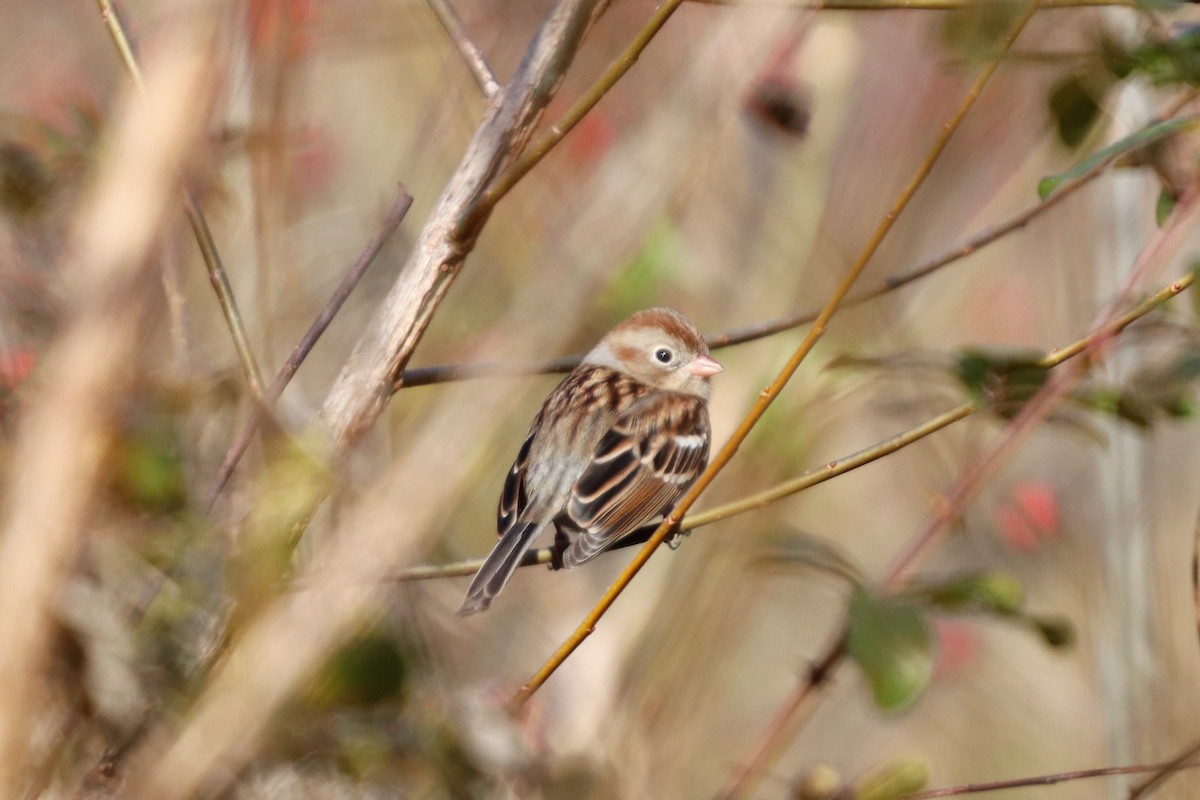 Field Sparrow - ML125218841