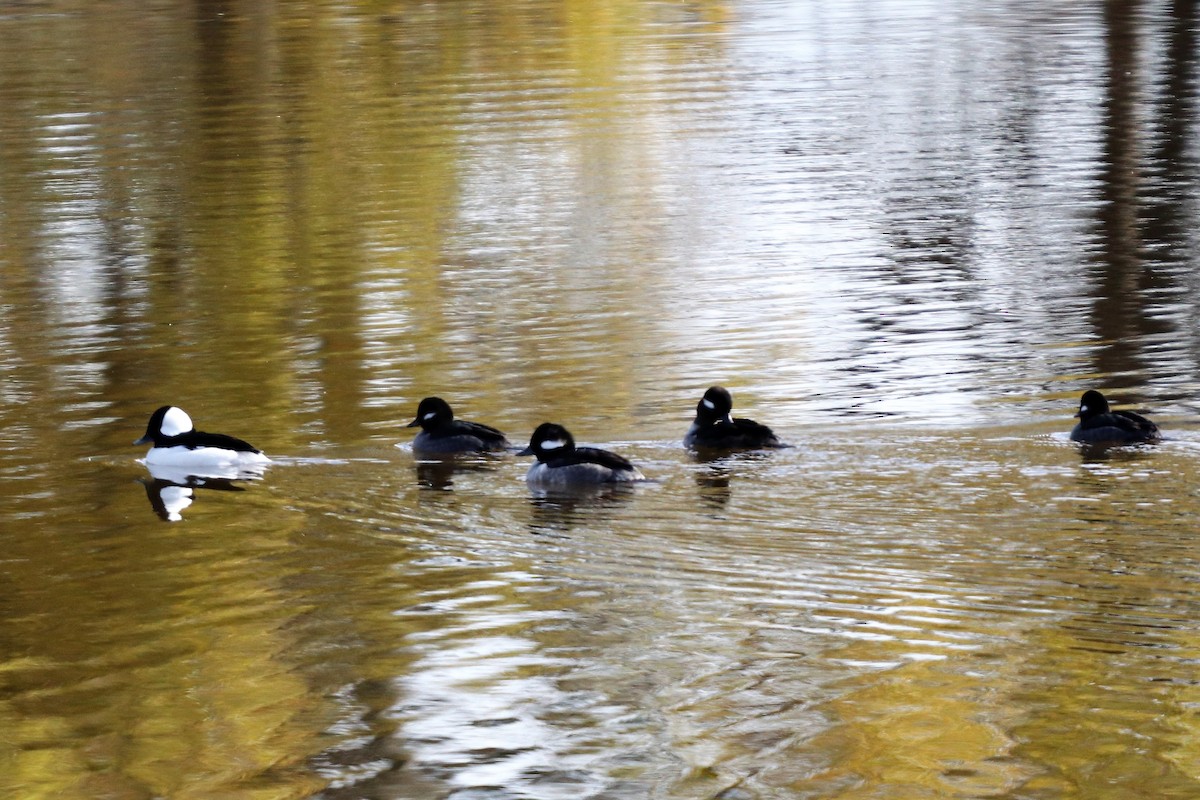 Bufflehead - ML125219071