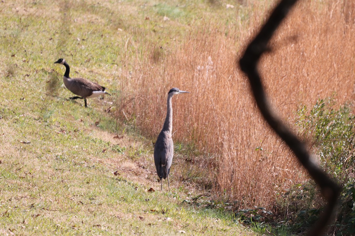 Great Blue Heron - ML125219211