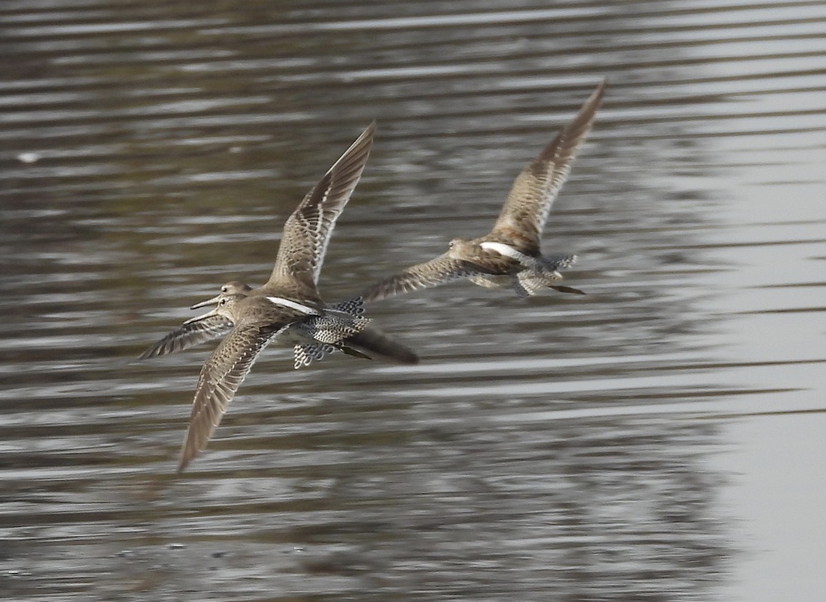 Long-billed Dowitcher - ML125220361