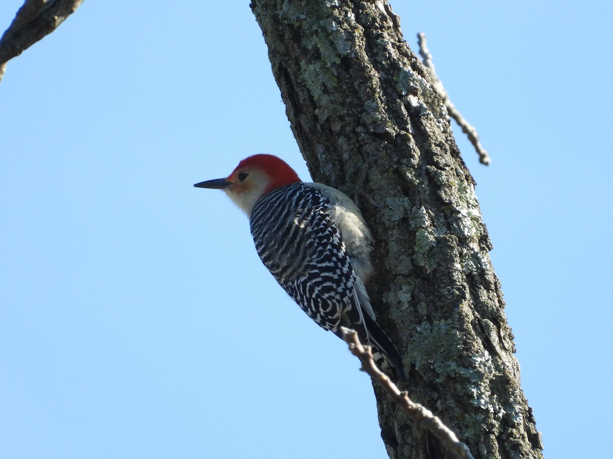 Red-bellied Woodpecker - ML125223551