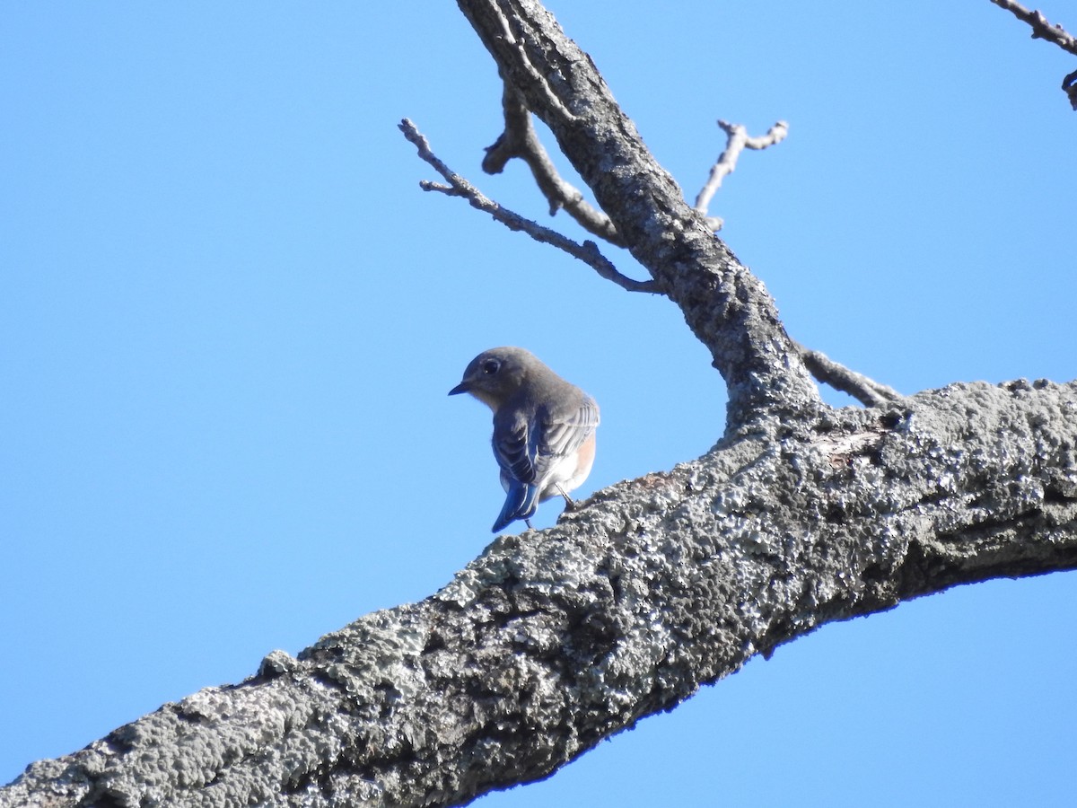 Eastern Bluebird - ML125223741