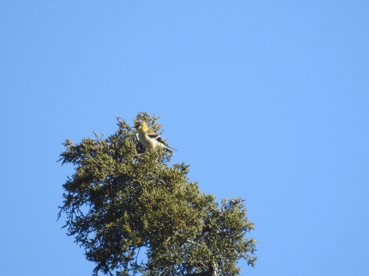 American Goldfinch - ML125223971