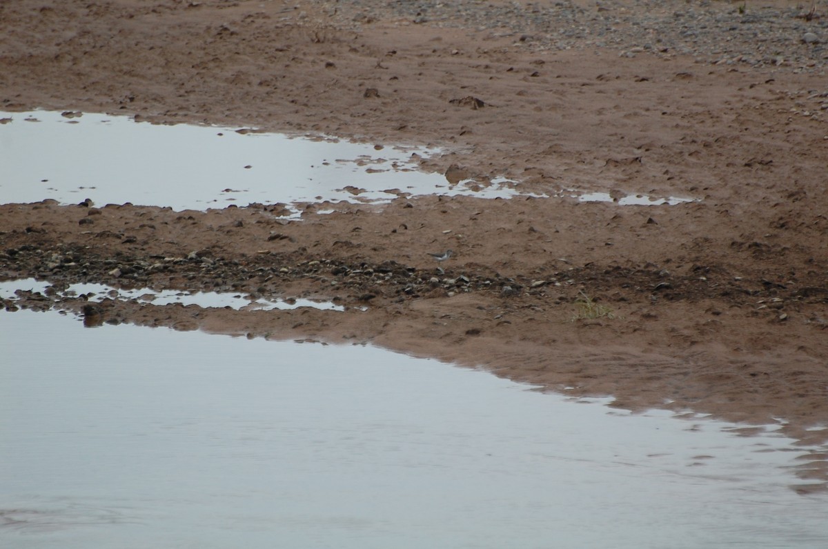 Spotted Sandpiper - ML125225431