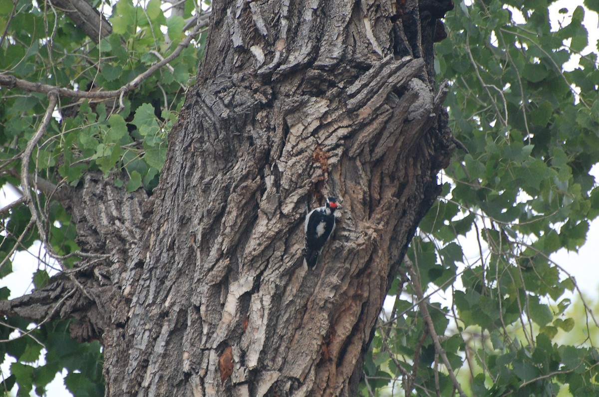 Hairy Woodpecker - ML125225561