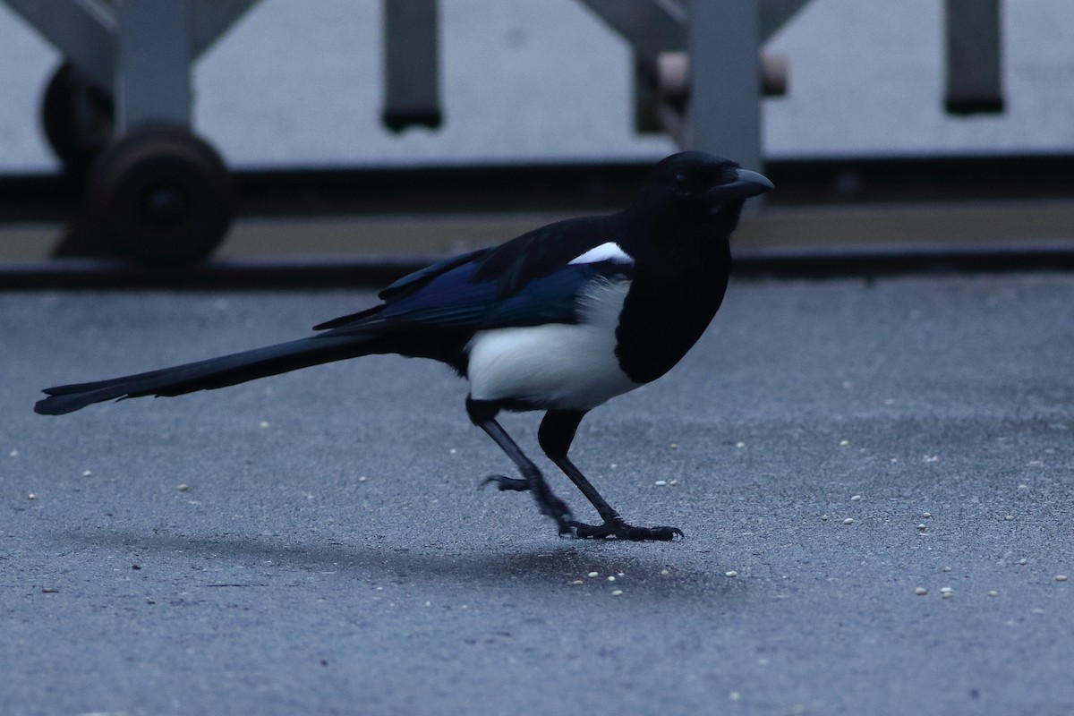 Oriental Magpie - ML125227601