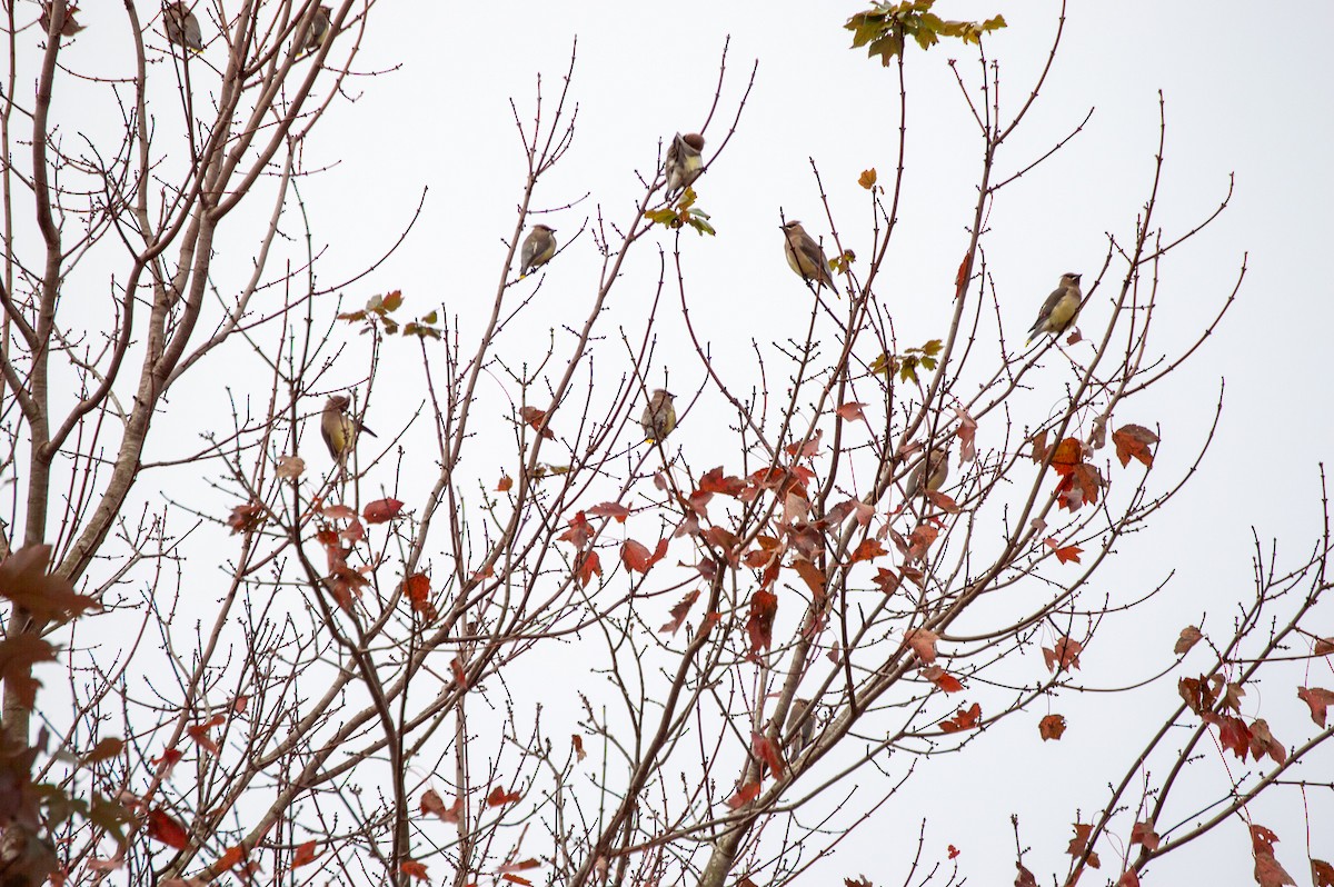 Cedar Waxwing - ML125228701