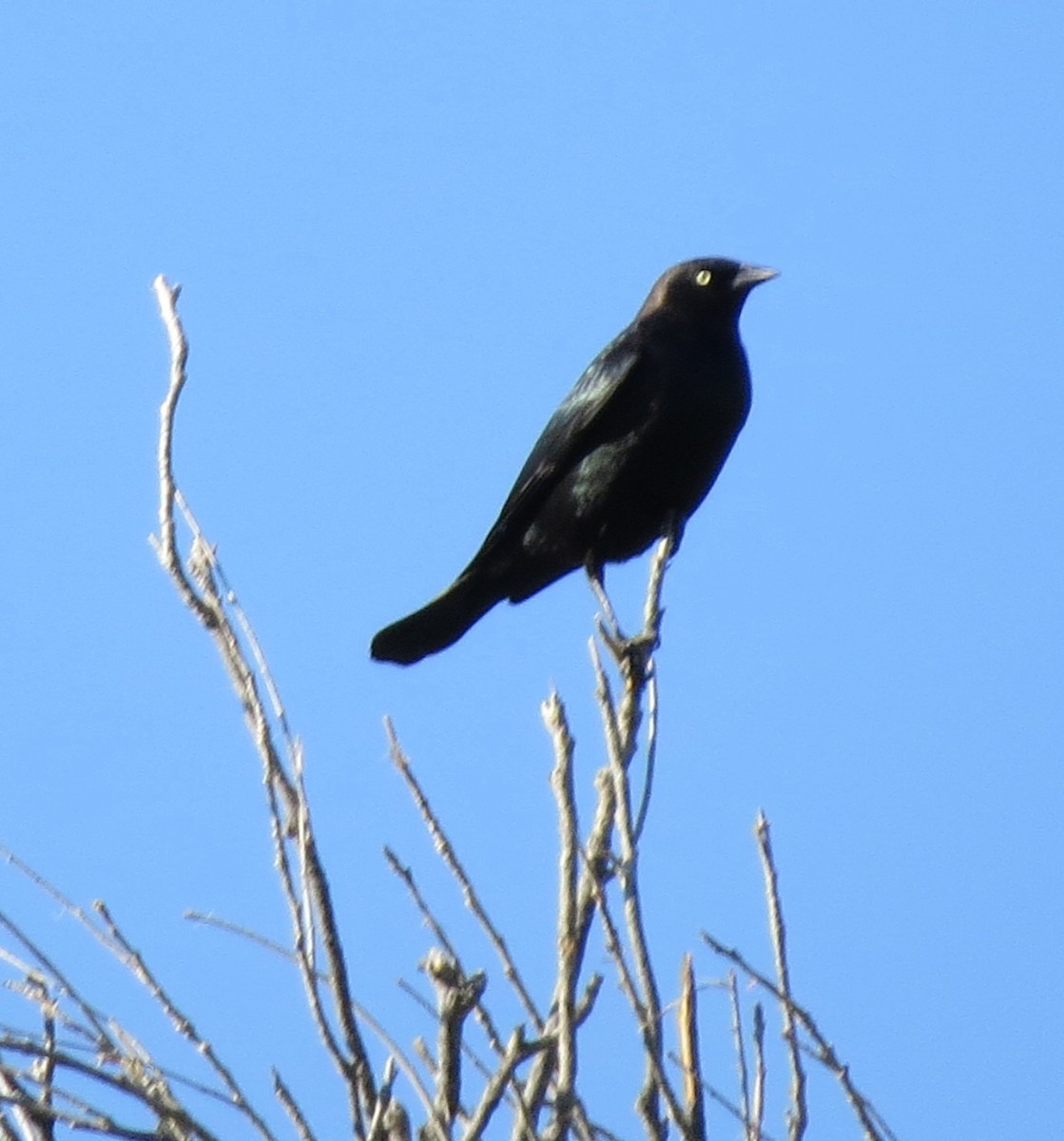 Brewer's Blackbird - ML125231101