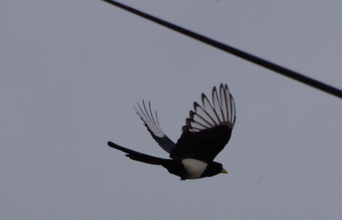 Yellow-billed Magpie - ML125231501