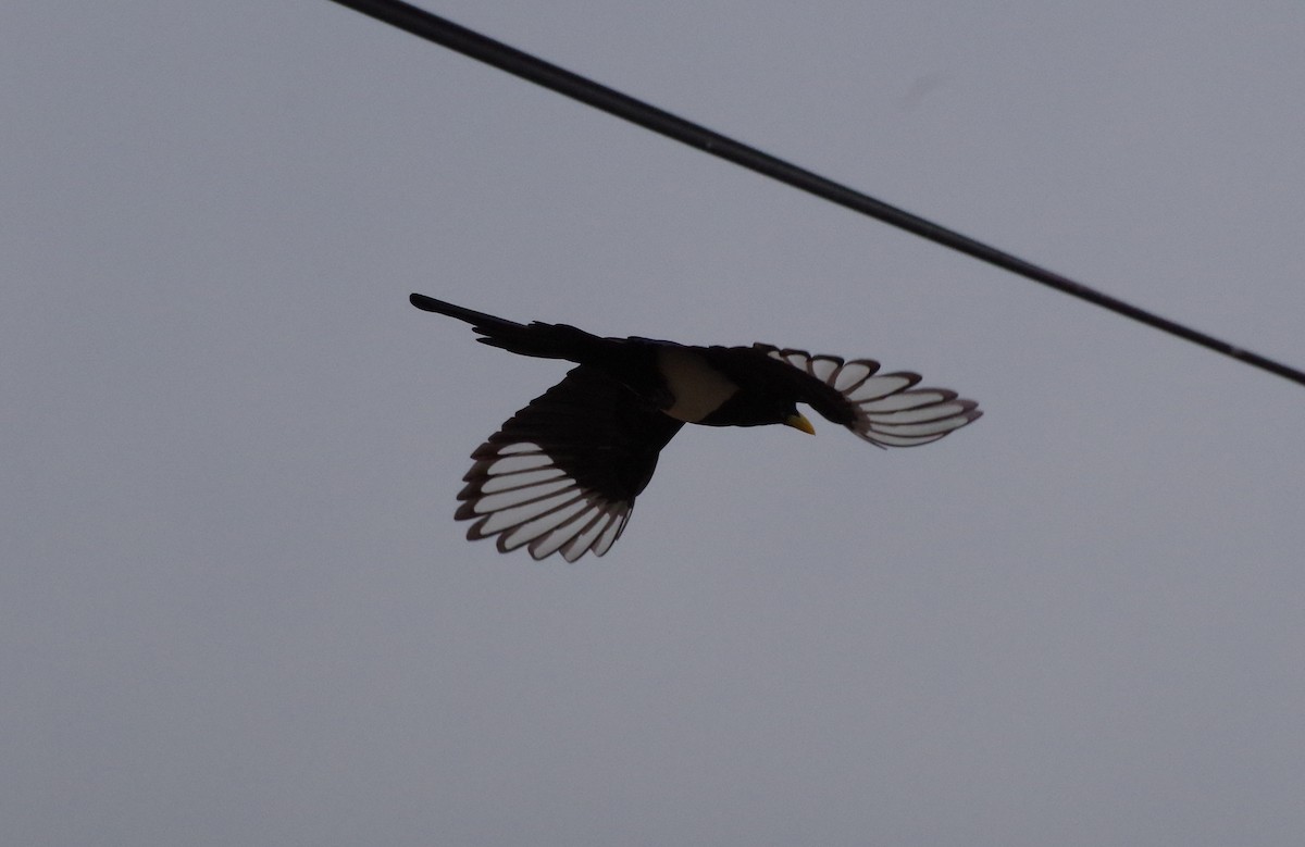 Yellow-billed Magpie - ML125231511