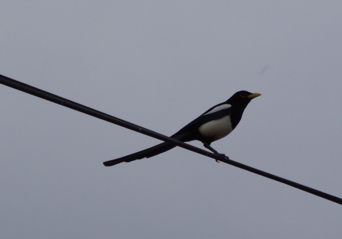 Yellow-billed Magpie - ML125231521