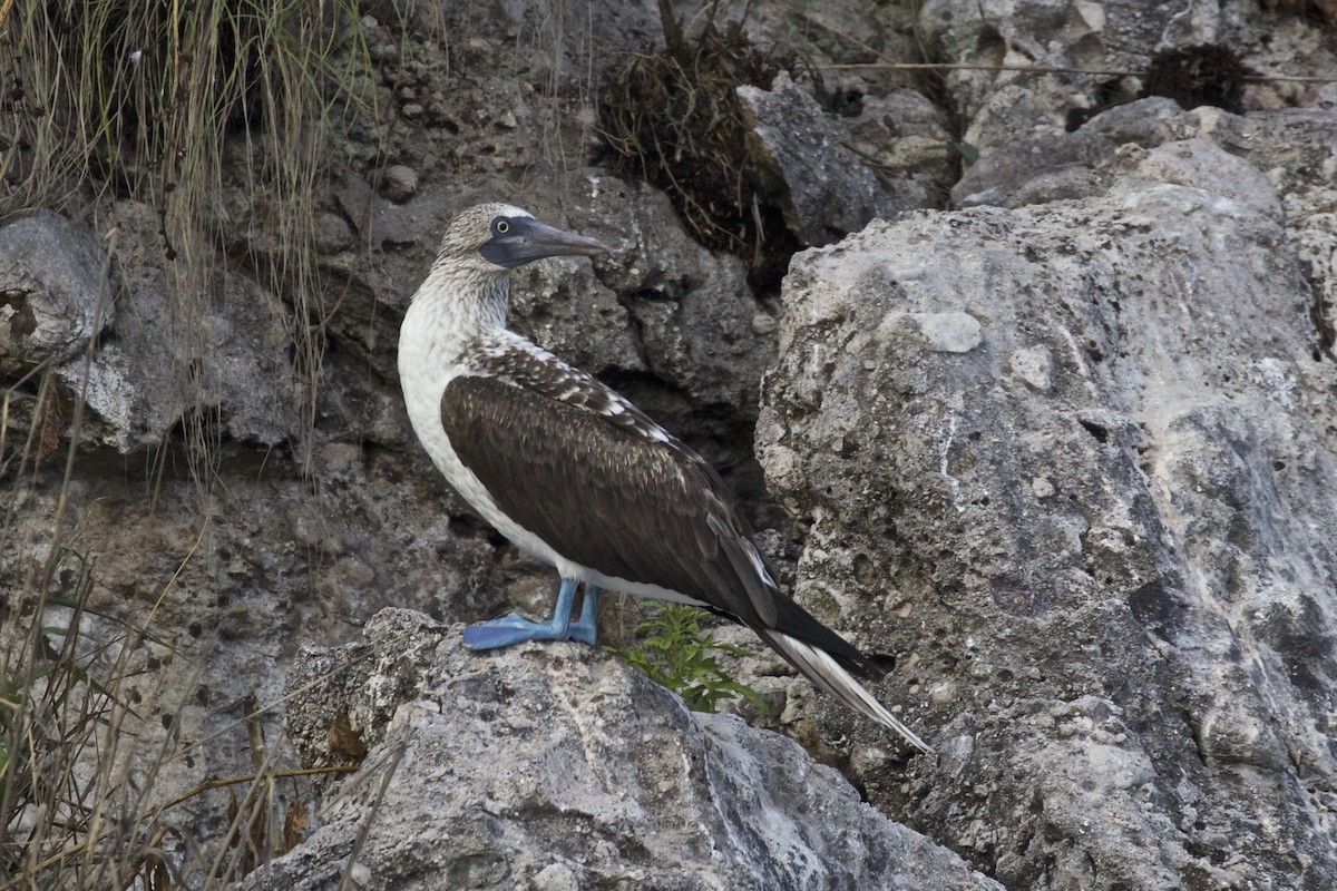 Blue-footed Booby - ML125233101