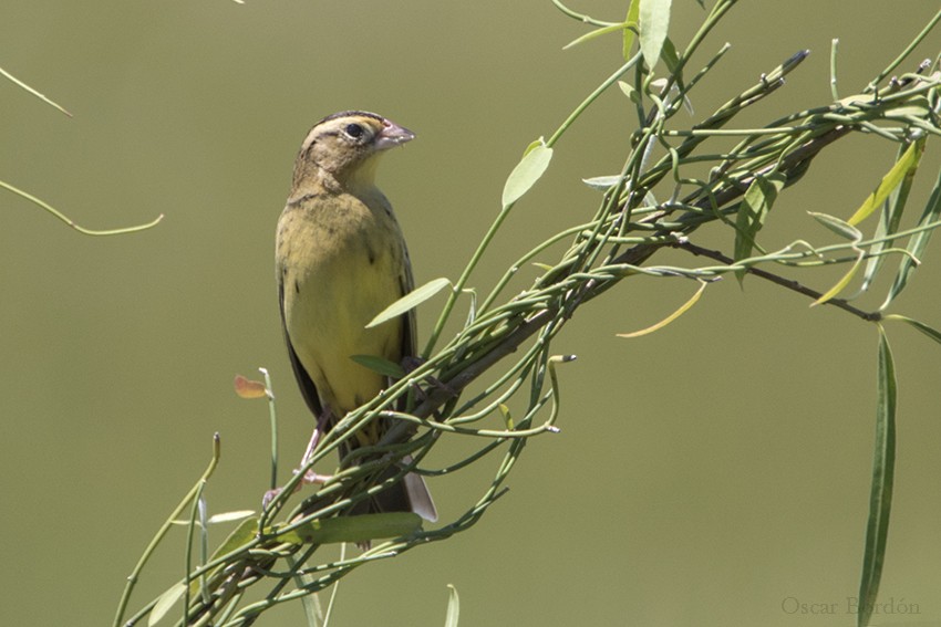 Bobolink - ML125235621