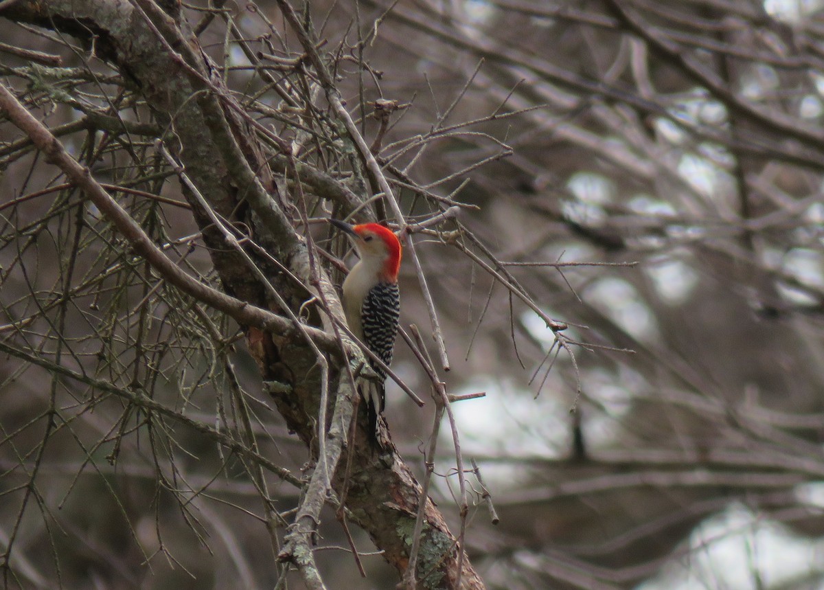 Red-bellied Woodpecker - Robin Gurule