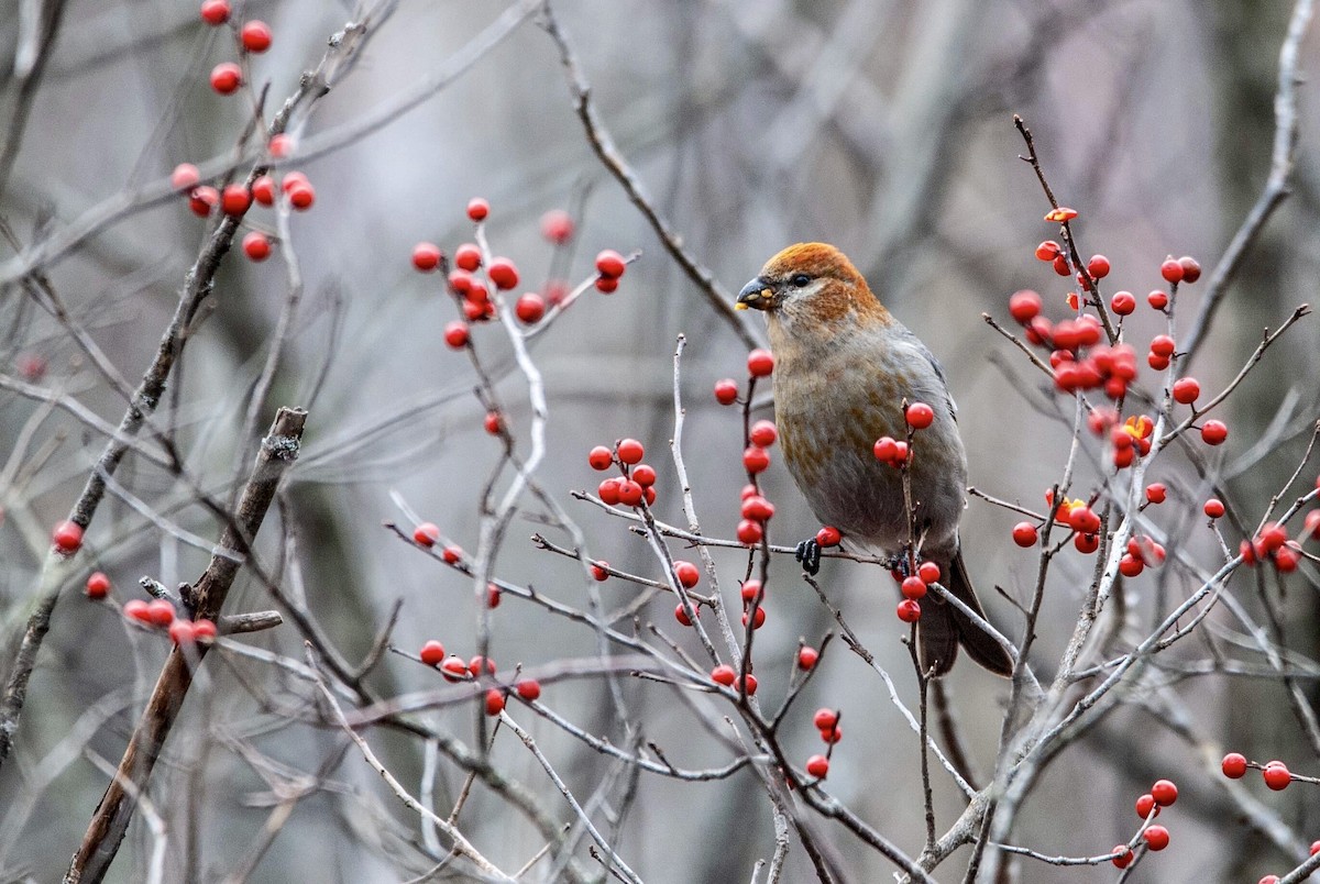 Pine Grosbeak - ML125236711