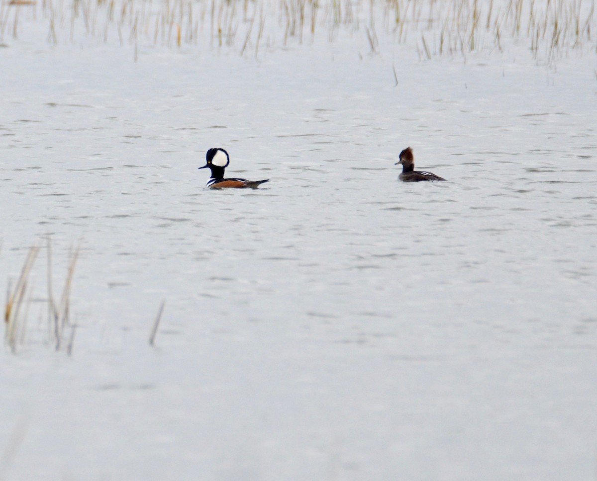 Hooded Merganser - James Hill