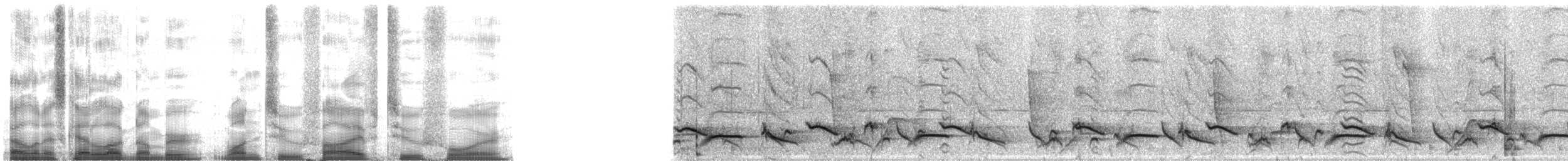 Gelbschwanztrupial - ML12524