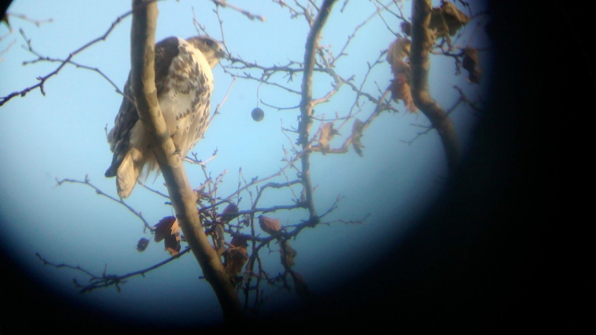 Red-tailed Hawk - ML125241101