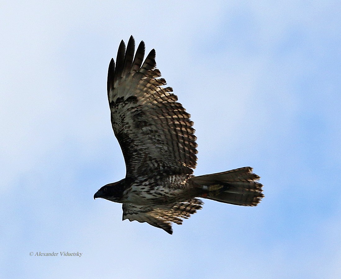 Red-tailed Hawk - ML125241461