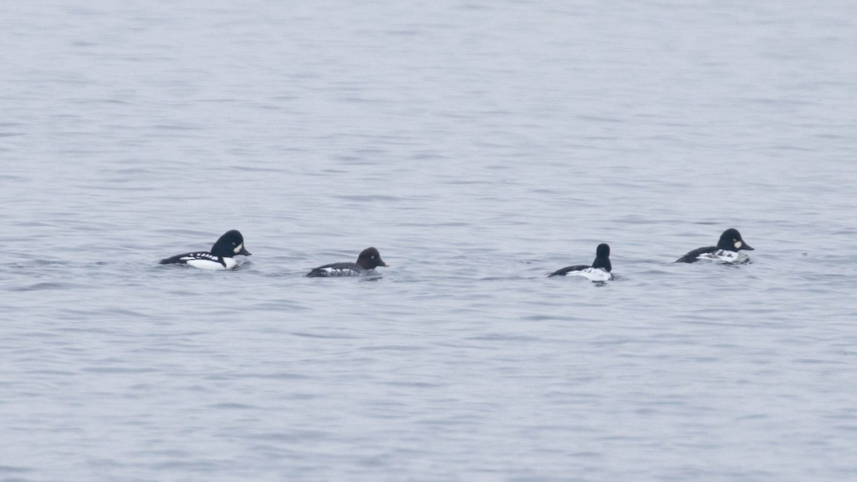 Barrow's Goldeneye - Erik Nielsen