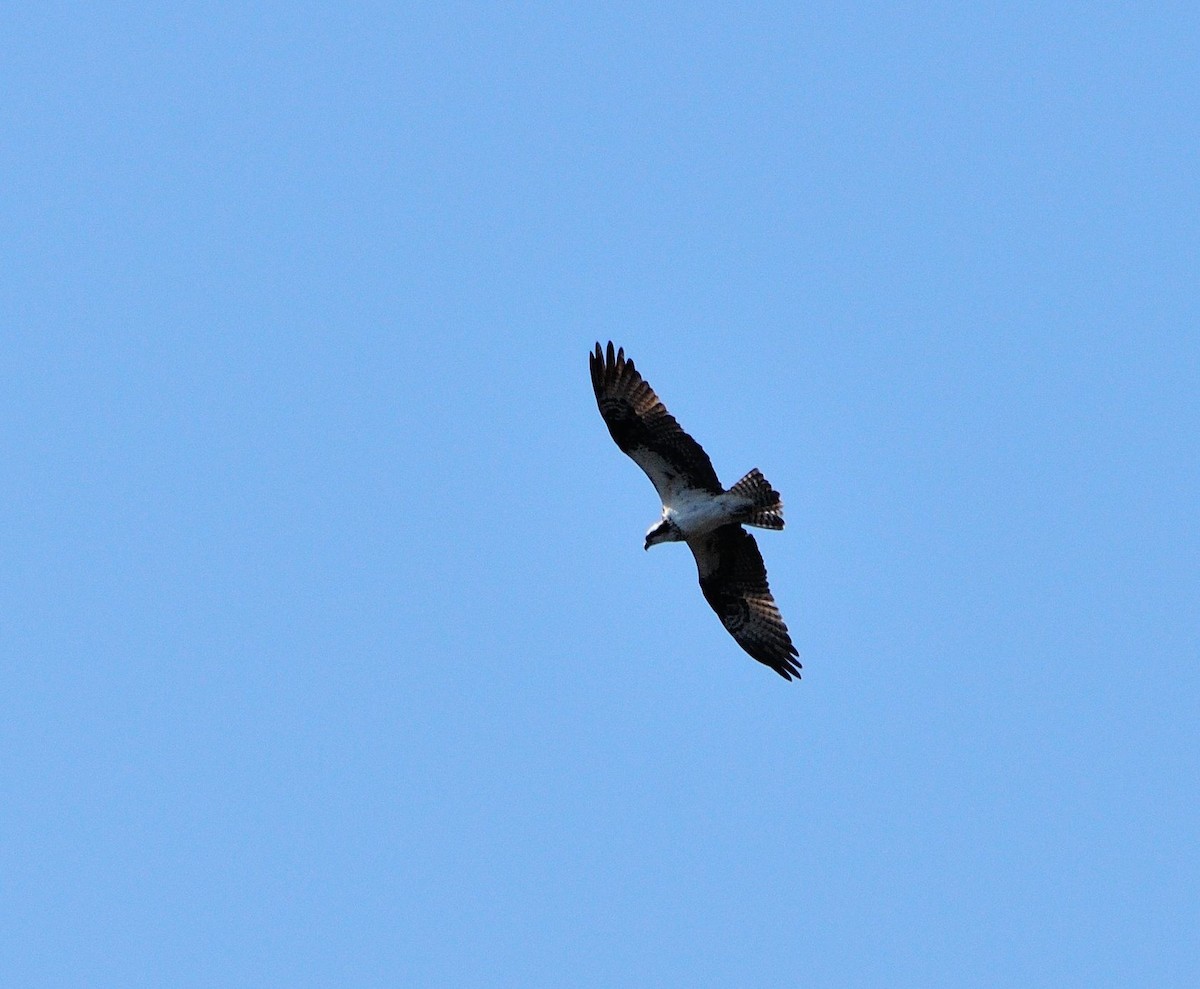 Osprey - Alain Pagé