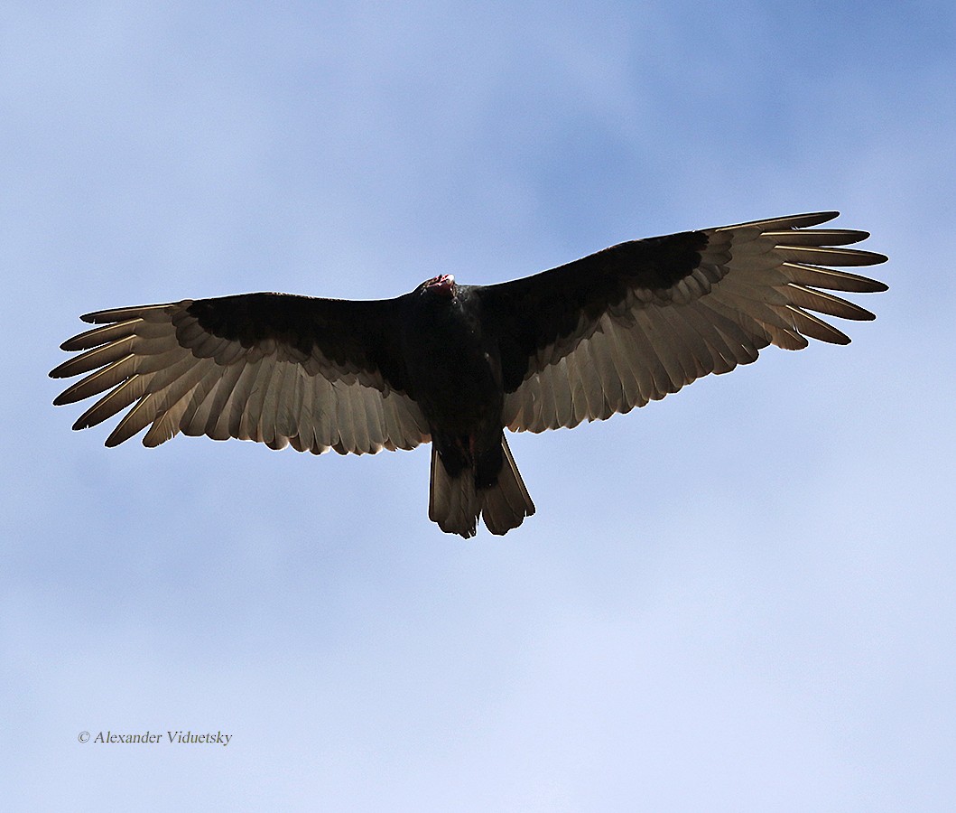 Turkey Vulture - ML125242111
