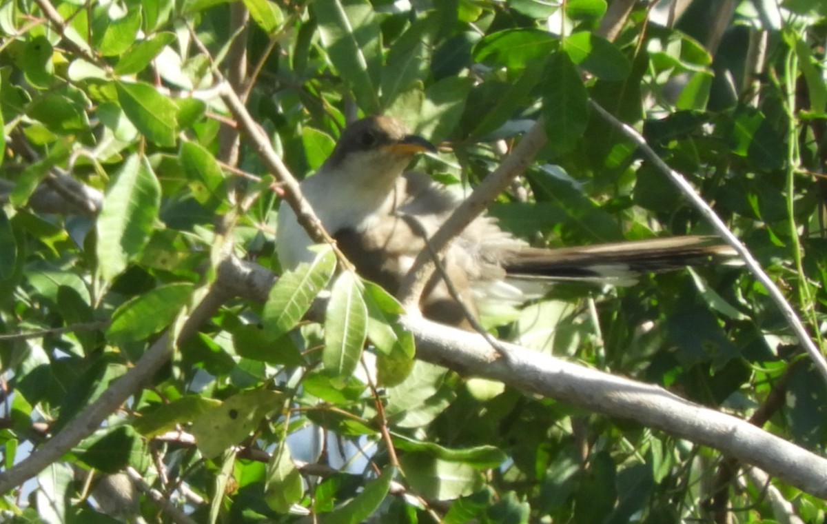 Yellow-billed Cuckoo - ML125242291