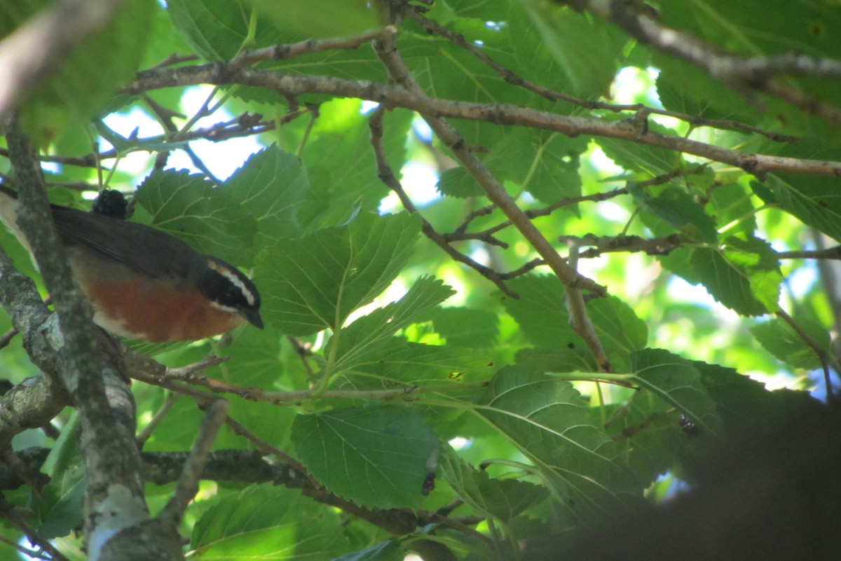 Black-and-rufous Warbling Finch - ML125242571