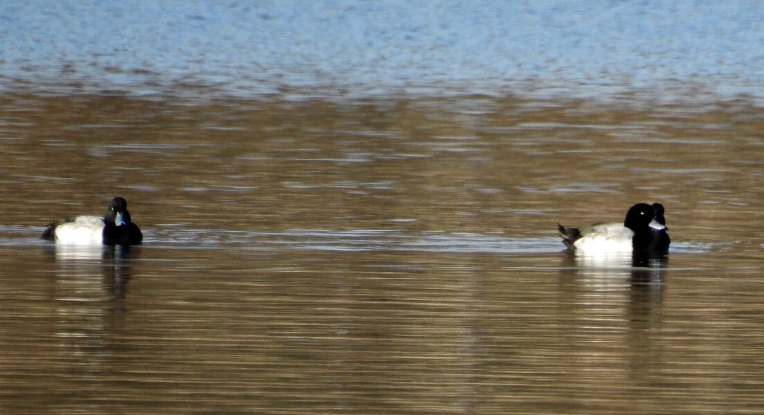 Porrón Bastardo - ML125243801