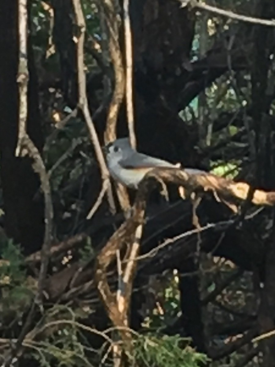 Tufted Titmouse - ML125245341