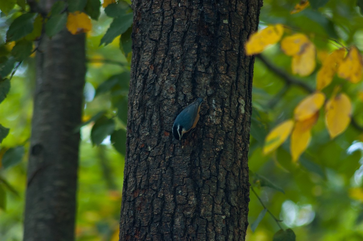 Red-breasted Nuthatch - ML125245681