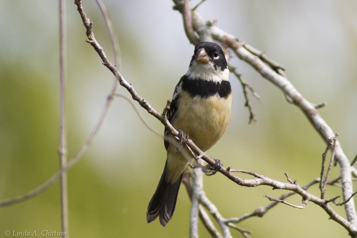 Morelet's Seedeater - Linda Chittum