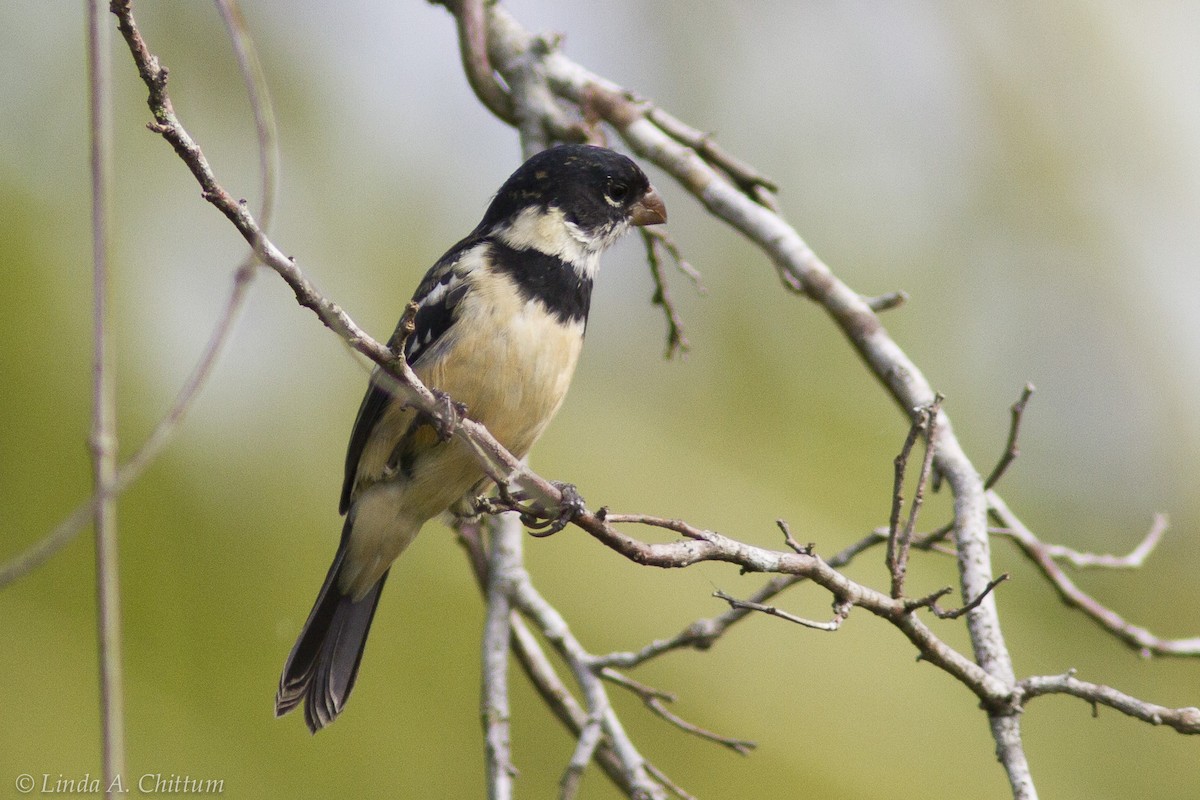 Morelet's Seedeater - Linda Chittum