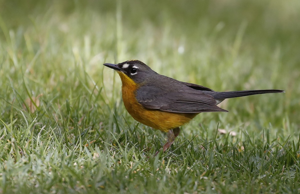 Fan-tailed Warbler - ML125247161