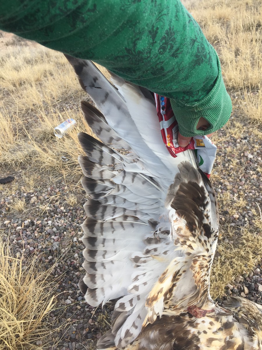 Rough-legged Hawk - ML125247601