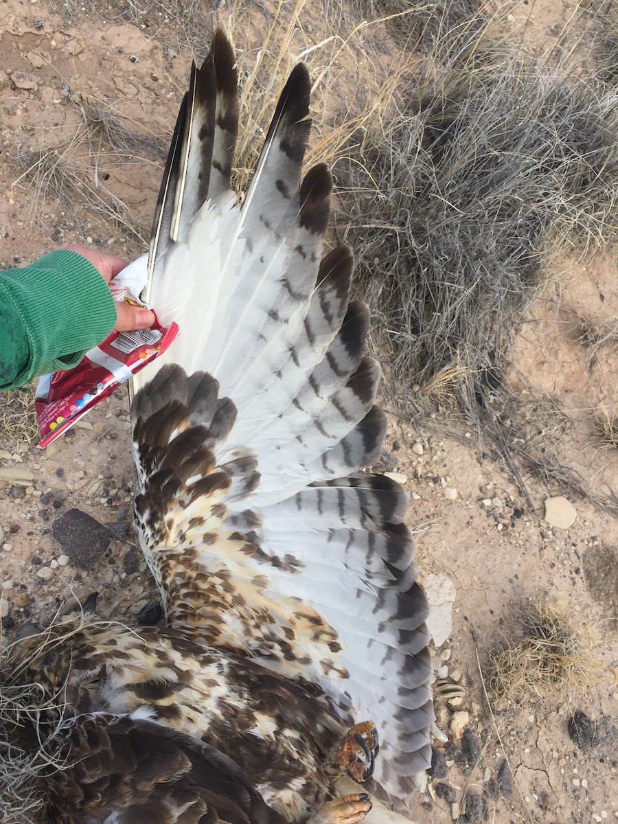 Rough-legged Hawk - ML125247621