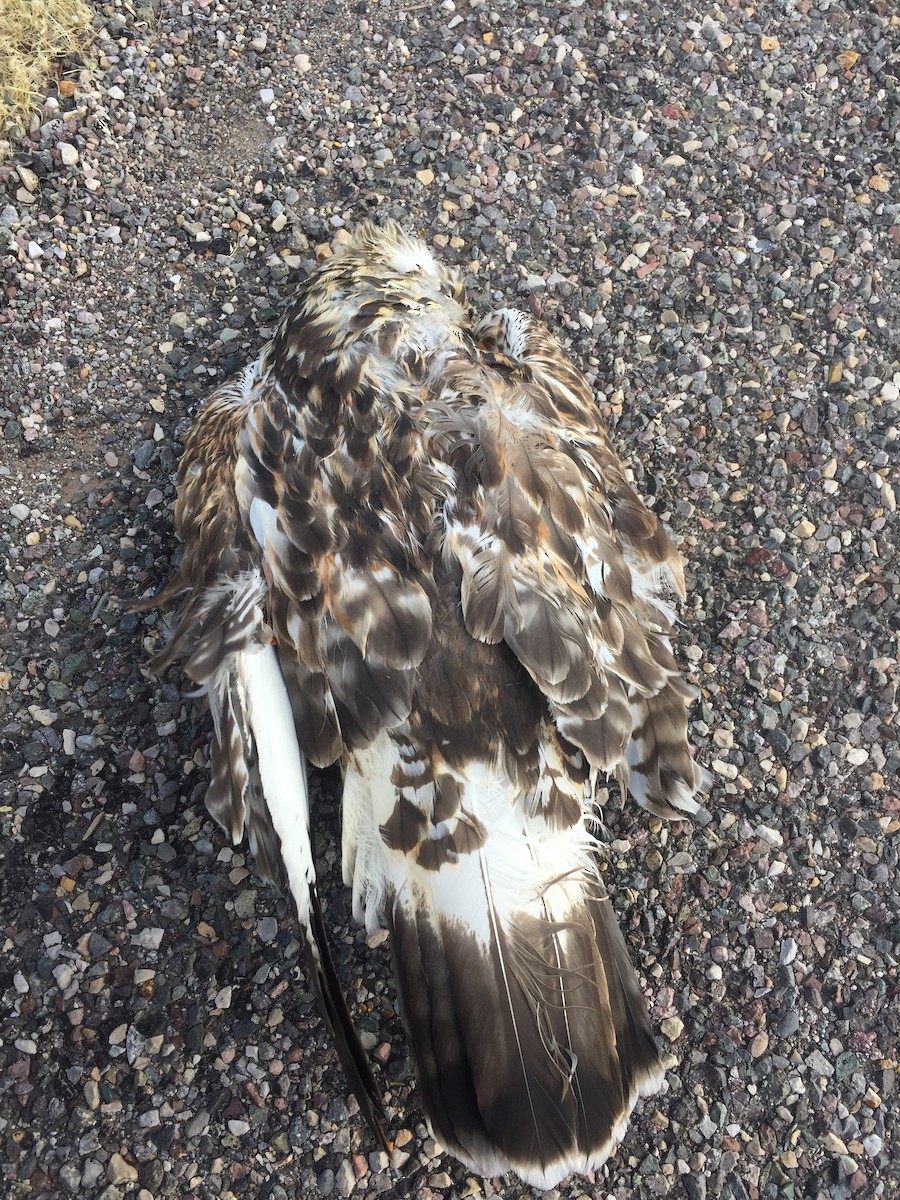 Rough-legged Hawk - ML125247631