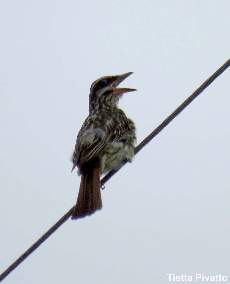 Streaked Flycatcher - Maria Antonietta Castro Pivatto