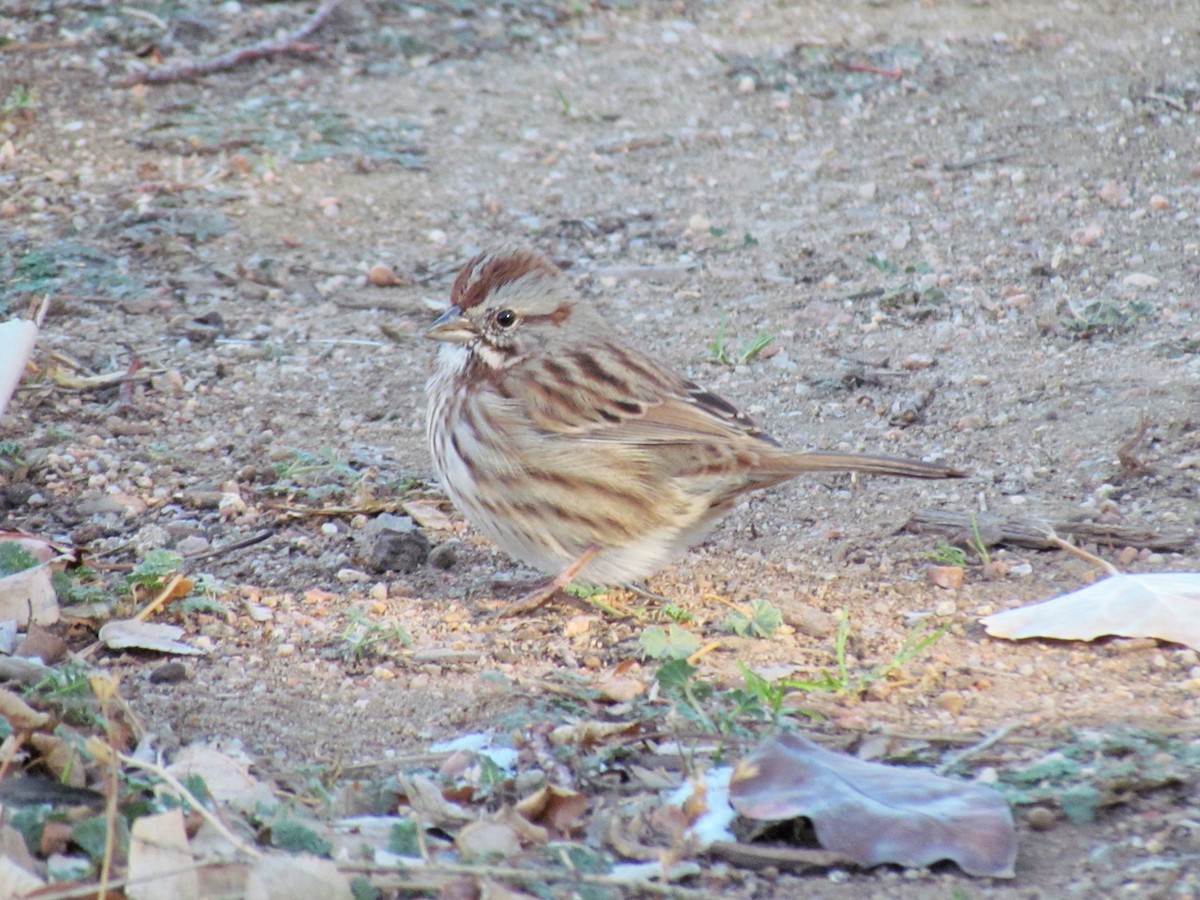 Song Sparrow - ML125255891