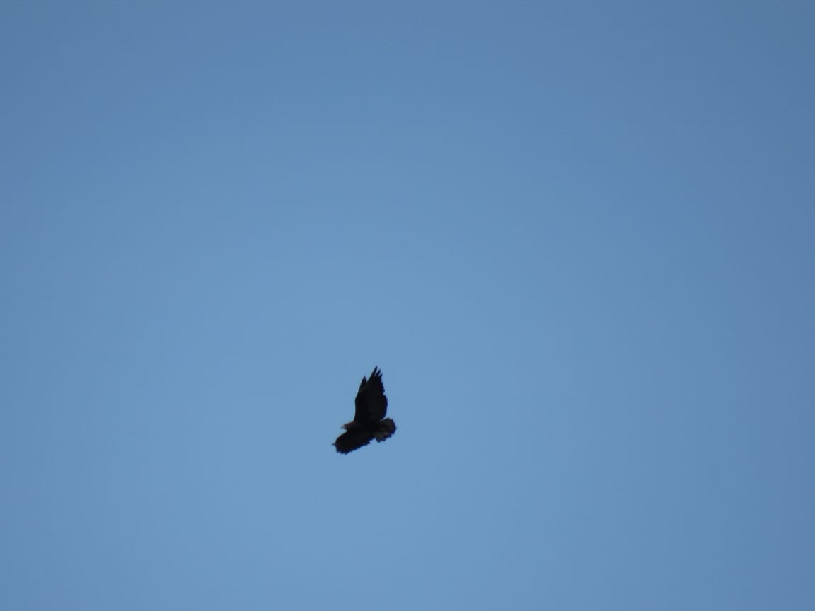 Common Black Hawk - ML125256081