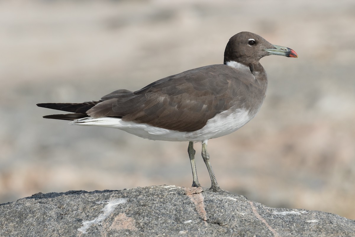 Gaviota Cejiblanca - ML125256091