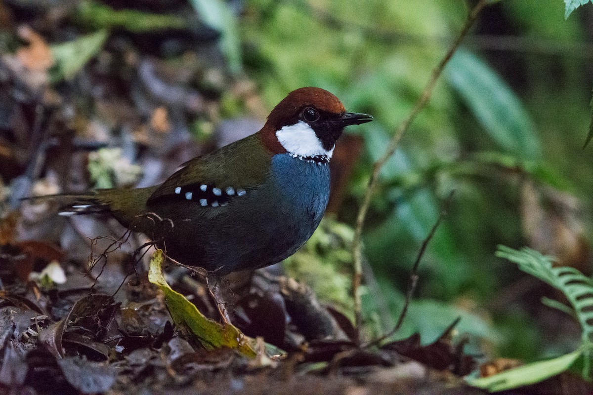 Spotted Jewel-babbler - Lisa & Li Li